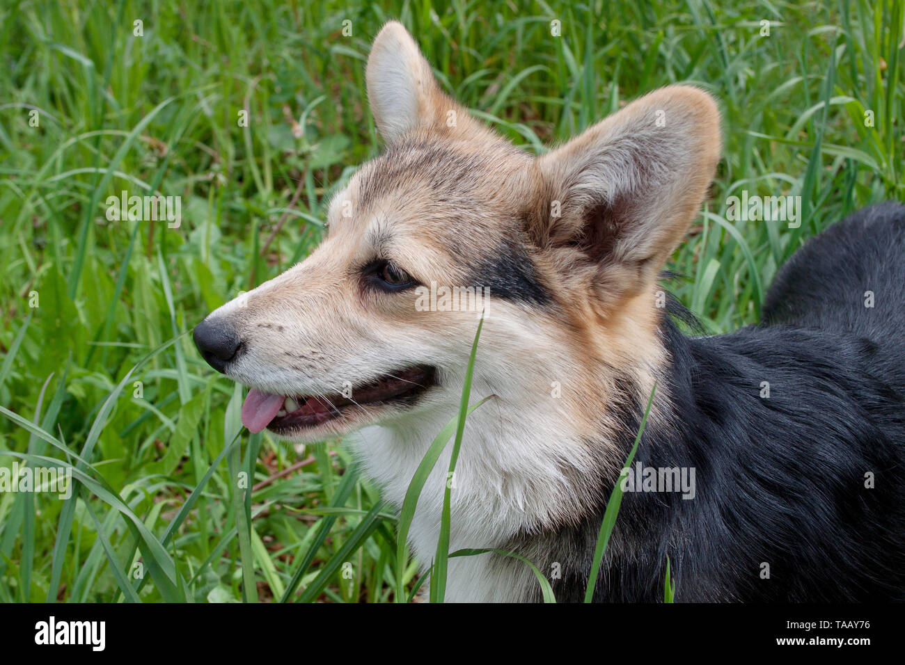 Cute pembroke welsh corgi puppy close up. Pet animals Stock Photo - Alamy