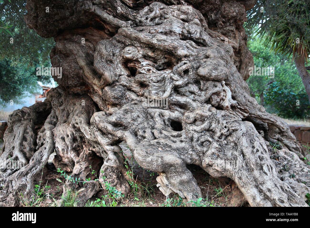 Oldest olive tree in Greece Vouves Tree in Crete island. One of