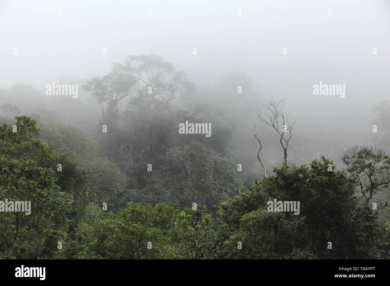 Brazil - misty jungle in Mata Atlantica (Atlantic Rainforest biome) in ...