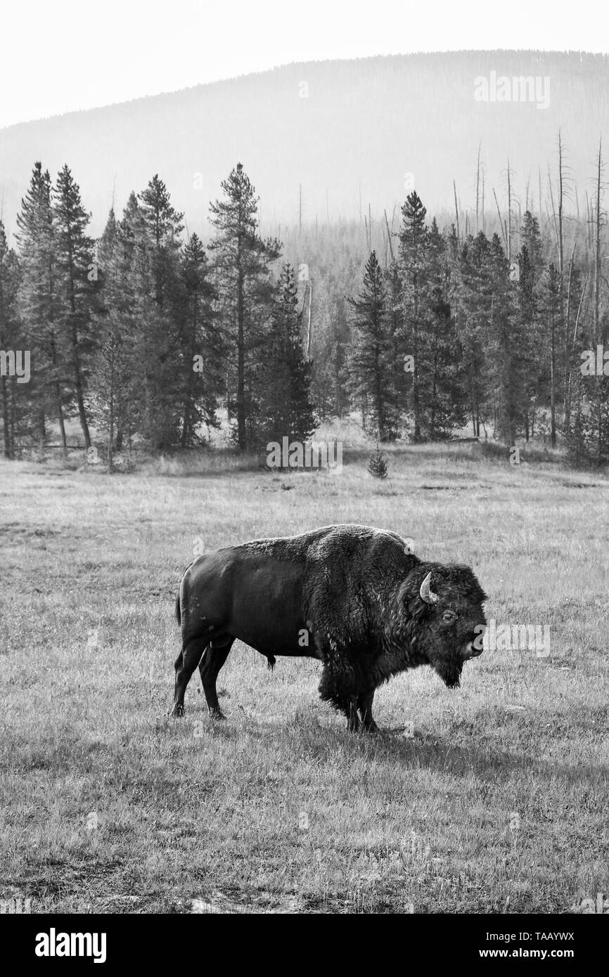 Black and white photo of buffalo grazing in field with pine trees and mountains in the distance, in Yellowstone National Park, Wyoming. Stock Photo