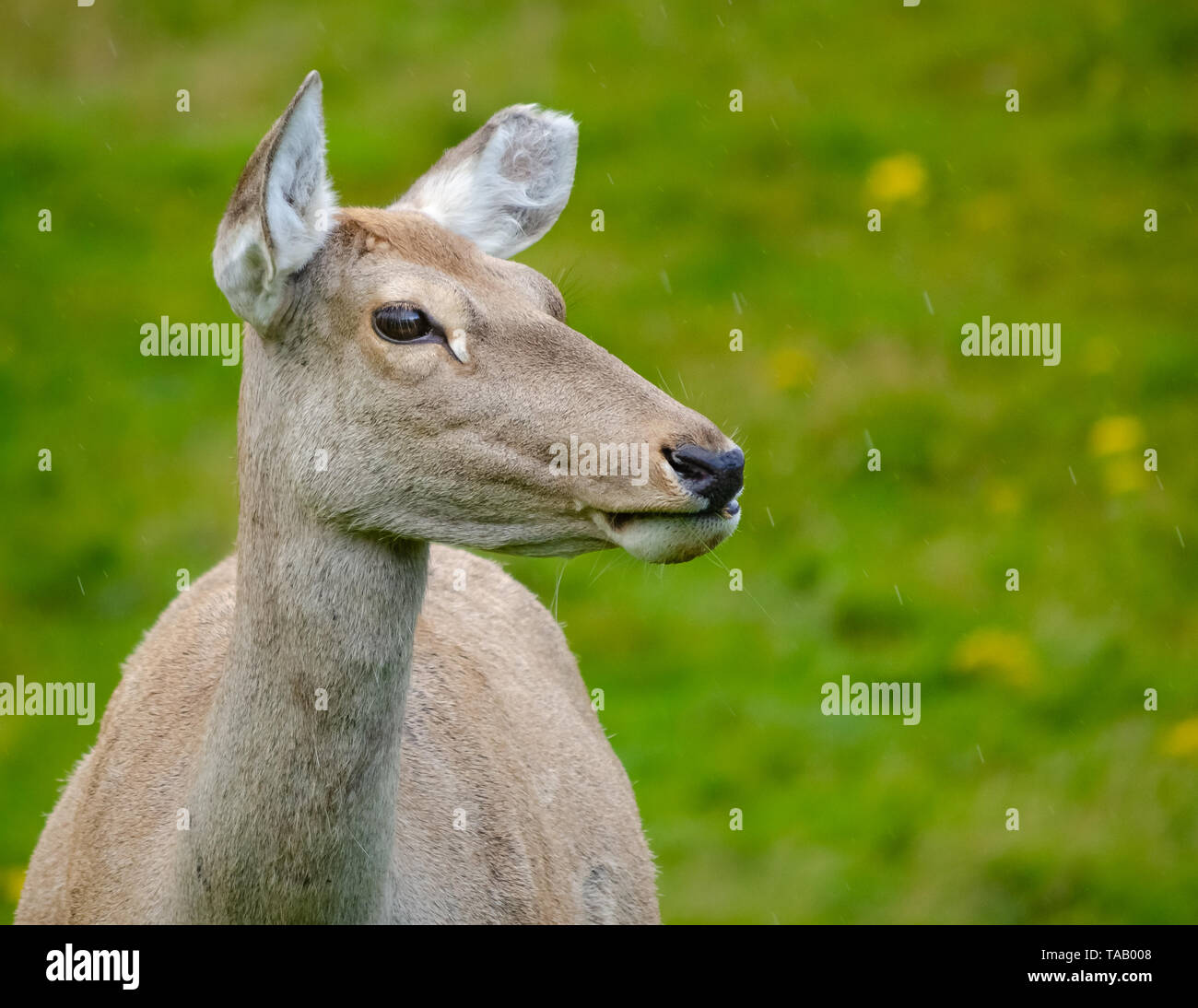 Deer Ears Pricked Up High Resolution Stock Photography And Images Alamy