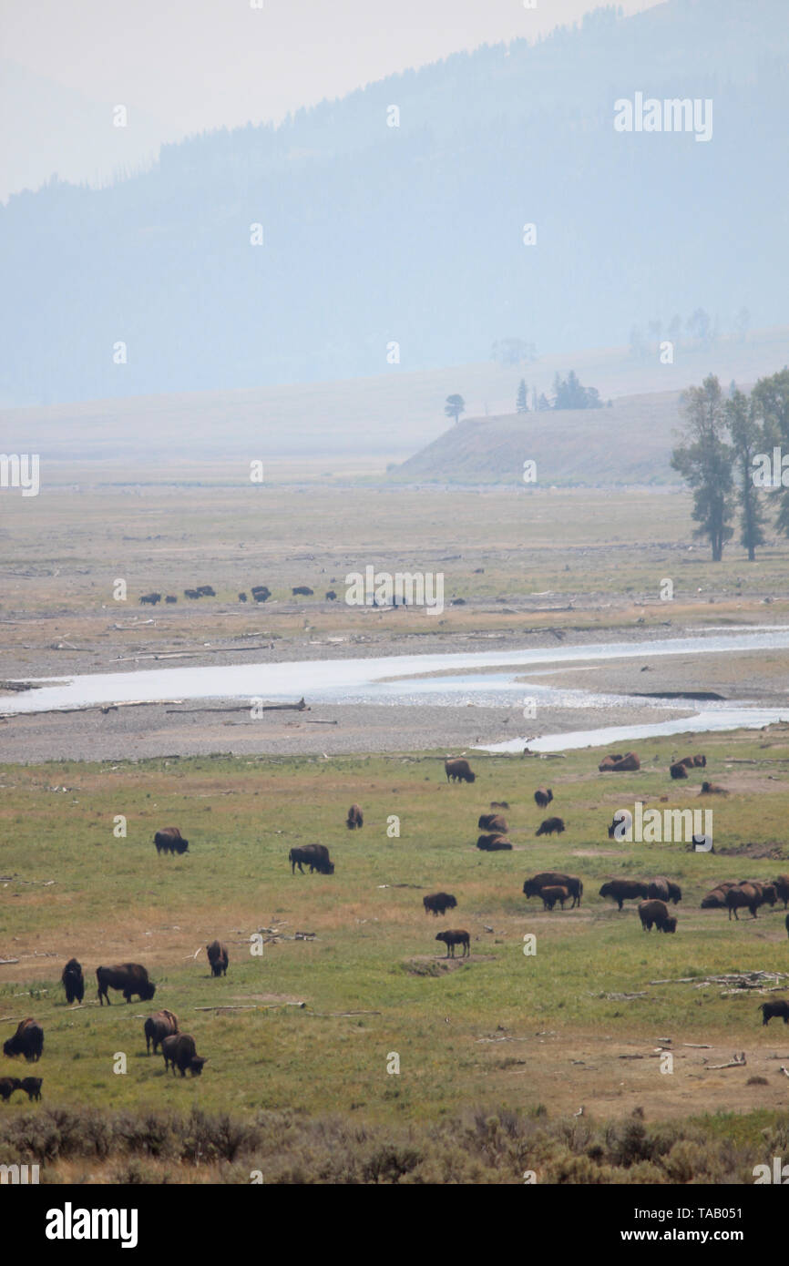 Bison grazing in field in Yellowstone National Park, Wyoming. Stock Photo
