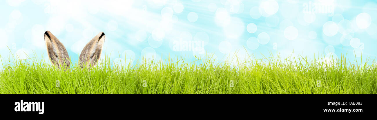 easter bunny in grass banner background Stock Photo