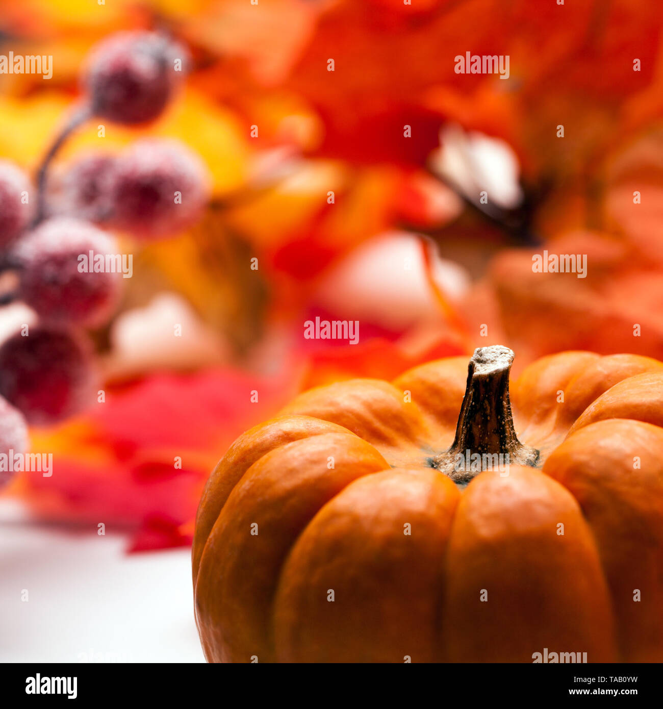 pumpkin autumn background Stock Photo - Alamy