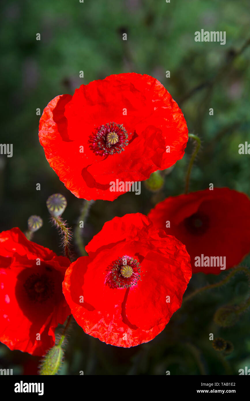 Red wild flowers hi-res stock photography and images - Alamy