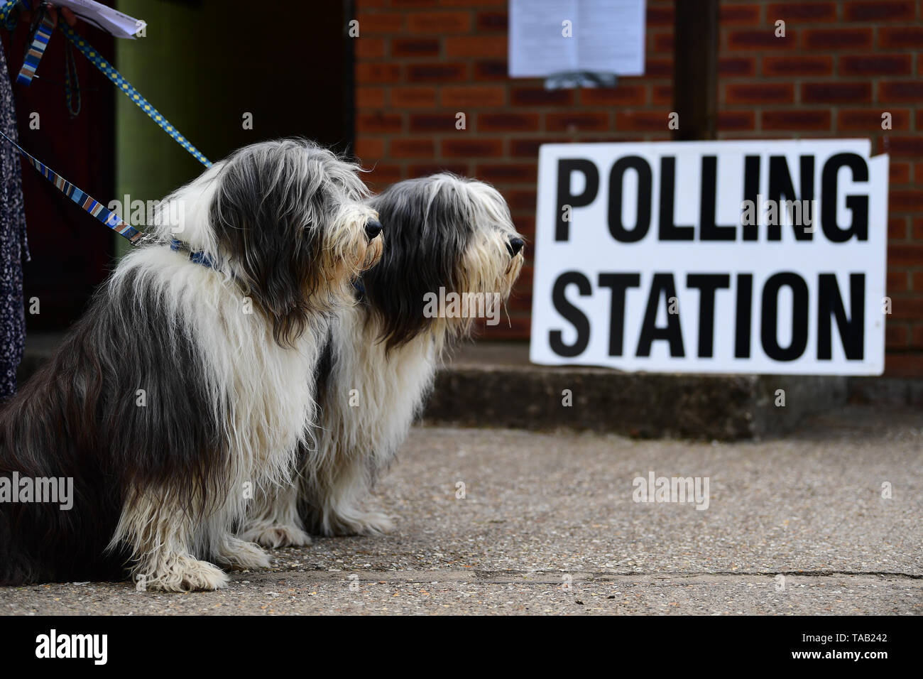 Brutus and Oscar (right) wait for their owners to cast their votes at a polling station for the European Parliament election. Stock Photo