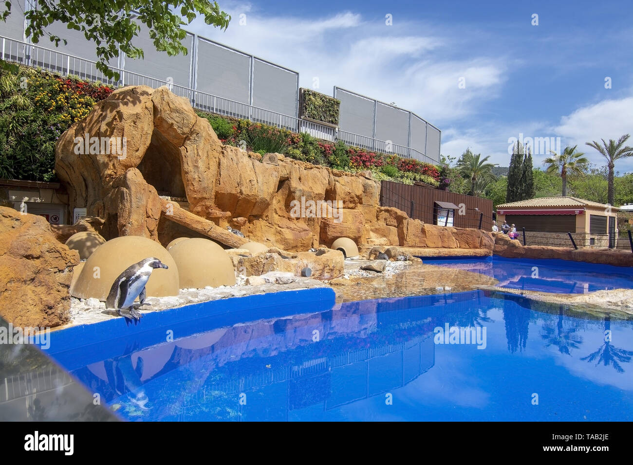 PALMA, MALLORCA, SPAIN - MAY 22, 2019: Penguin on the rock by blue water pool on Marineland on May 22, 2019 in Palma, Mallorca, Spain. Stock Photo