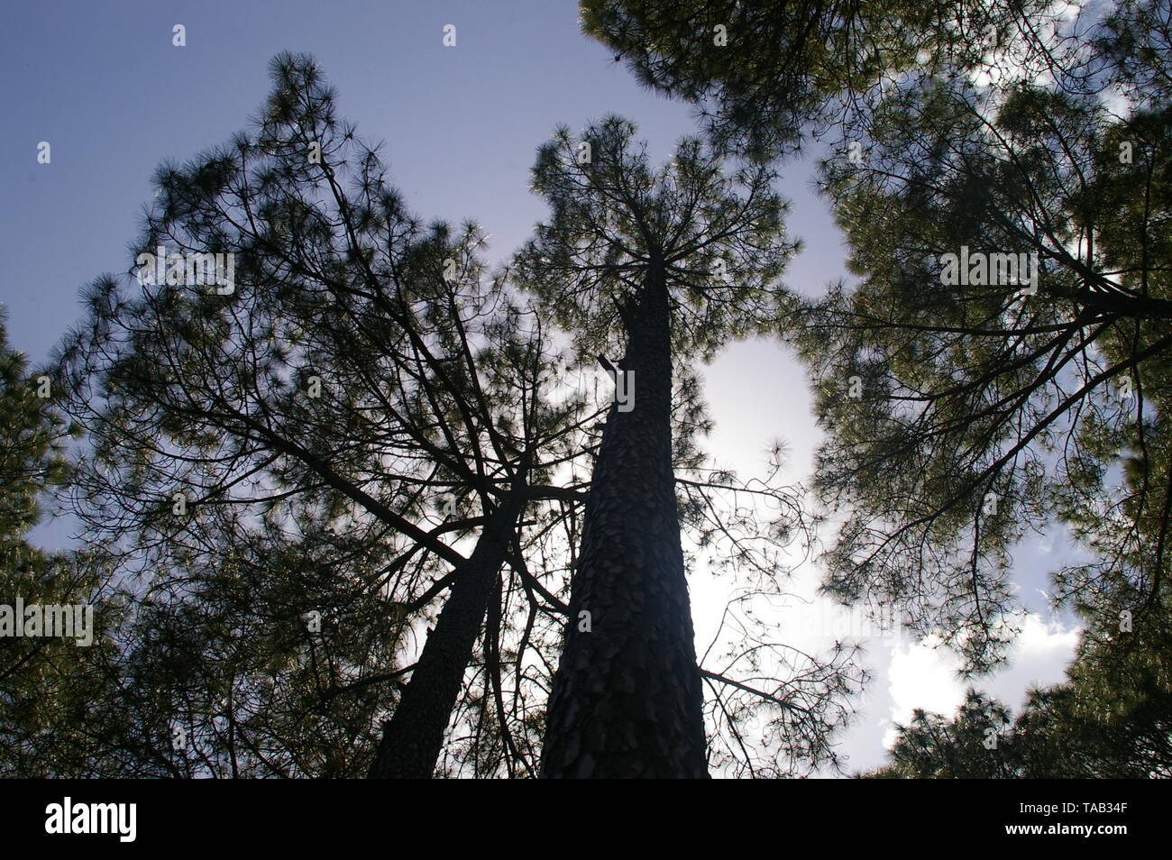 Tree and Jungle Wallpaper Stock Photo Alamy