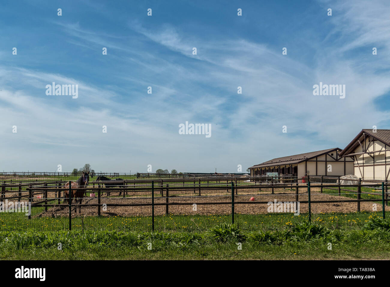 Cattle breeding and farming. Farm for breeding horses Stock Photo Alamy