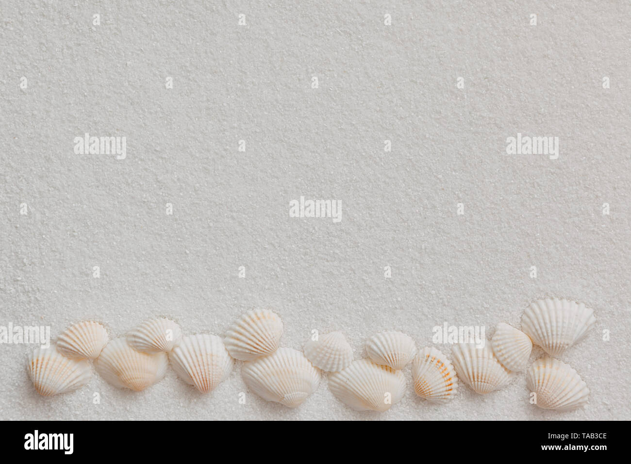 White beach shells lying on white sand, top view Stock Photo