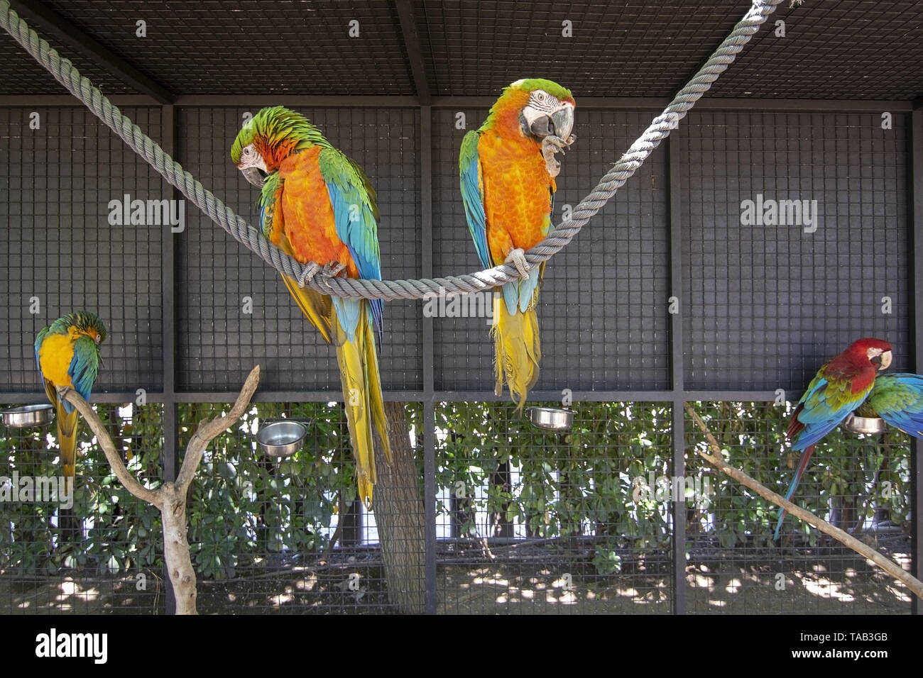 PALMA, MALLORCA, SPAIN - MAY 22, 2019: Ara parrots perched on wood pole on Marineland on May 22, 2019 in Palma, Mallorca, Spain. Stock Photo