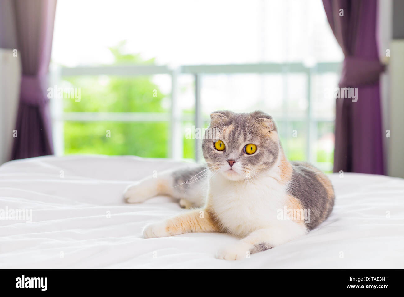 cute Scottish Fold cat on the bed . Stock Photo