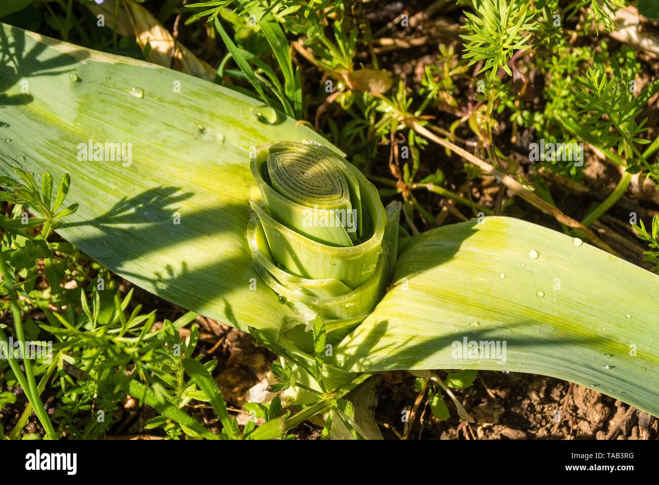 A leek growing a vegetable garden in north east Italy. Instead of being pulled out, it has been cut near the base allowing the plant to continue growi Stock Photo