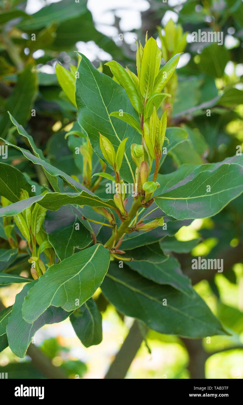 New spring growth on a Laurus Nobilis tree growing in a garden north east Italy. This evergreen is also known as Bay Tree, Bay Laurel, Sweet Bay, True Stock Photo