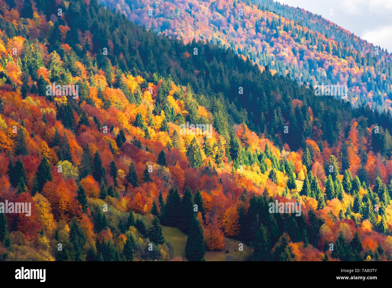 bright autumn scenery in mountains. forest on hills in colorful foliage. sunny evening with cloudy sky Stock Photo