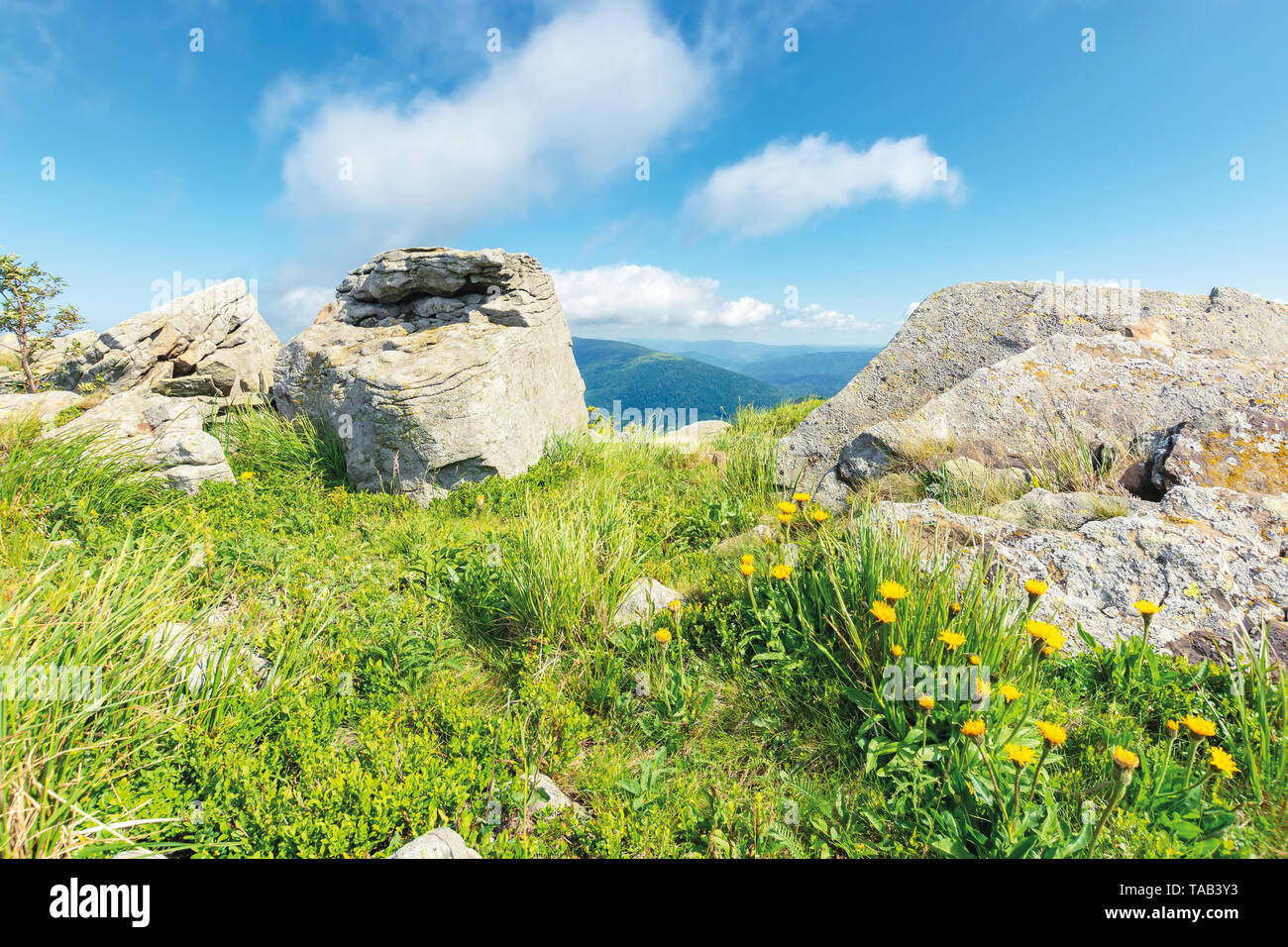summer nature scene on top of a hill. yellow dandelions among rocks on a grassy slope. sunny weather with clouds on the blue sky. peaceful forenoon Stock Photo