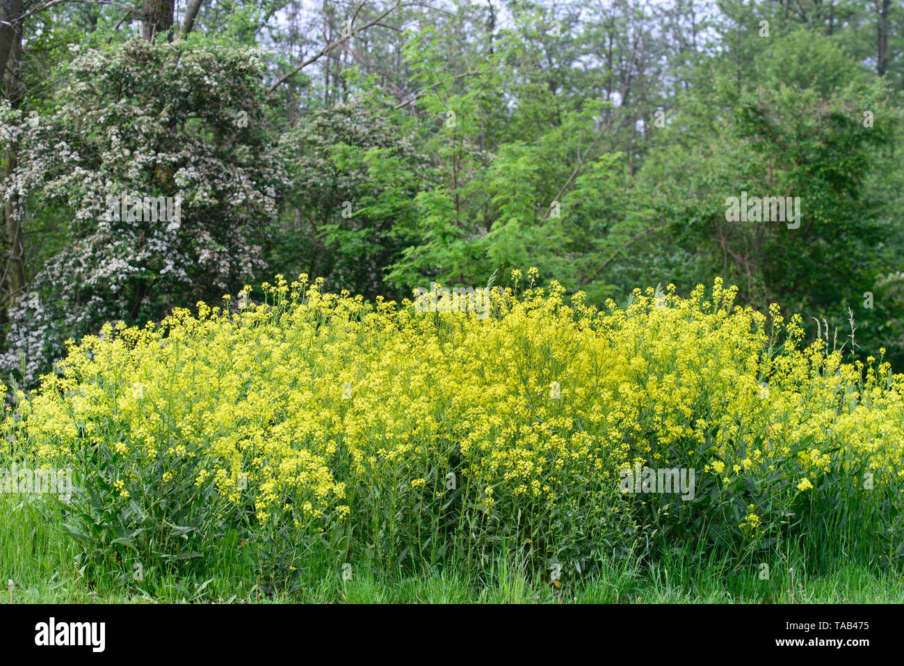 Bunias orientalis, Turkish wartycabbage,warty-cabbage,hill mustard, or Turkish rocket yellow flowers on sunny day Stock Photo