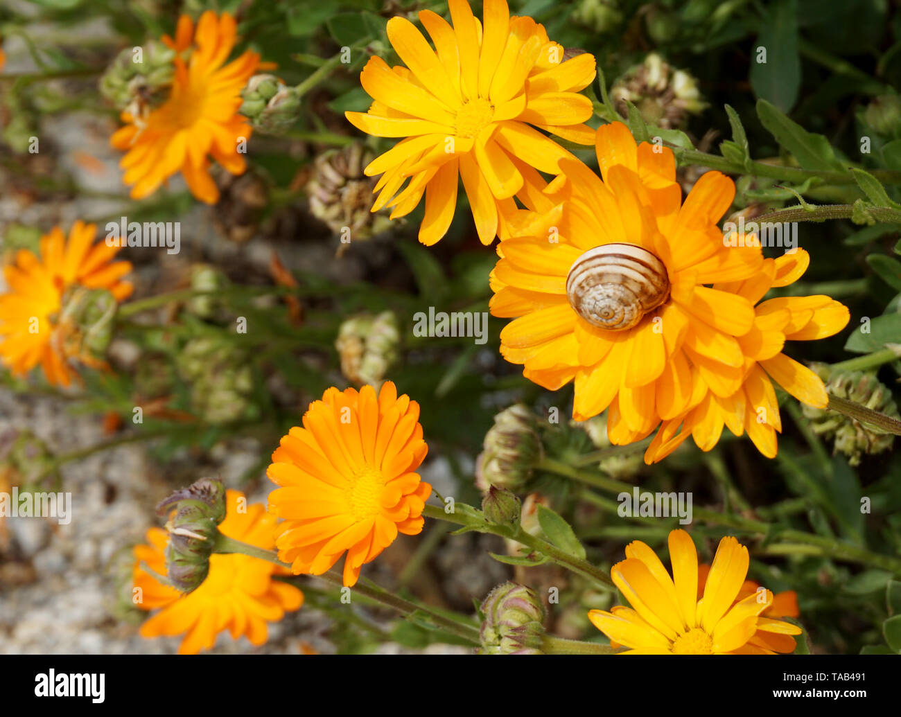 Orange and yellow blooming Calendula officinalis, beautiful spring and
