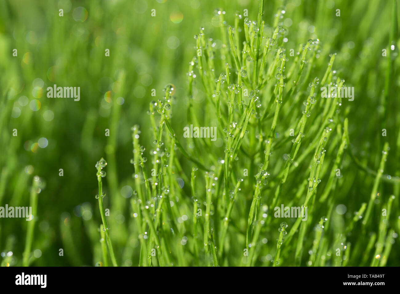 Equisetum arvense, field horsetail, common horsetail with dew drops