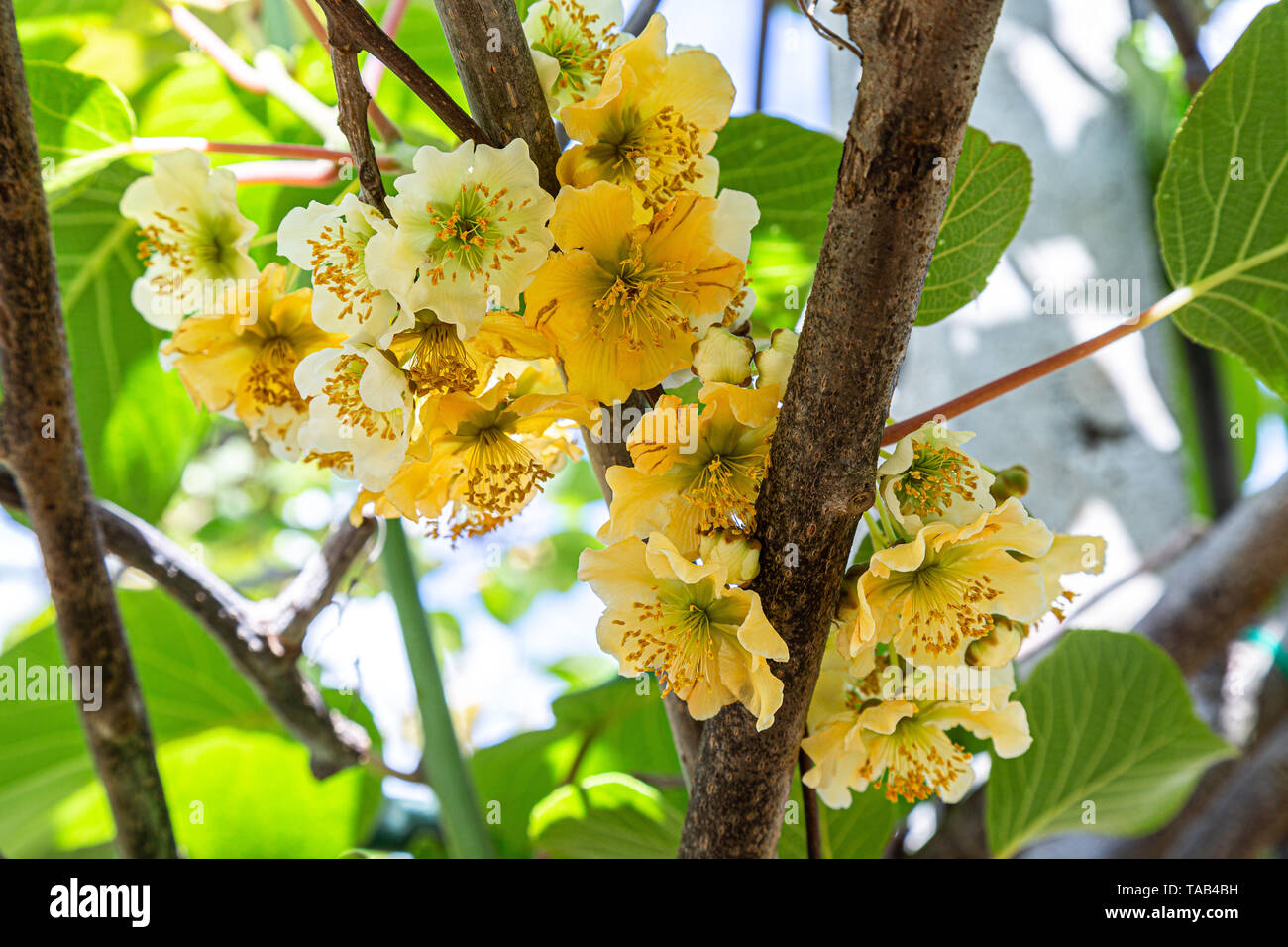 yellow cream flowers of kiwi fruit plant. Abruzzo Stock Photo