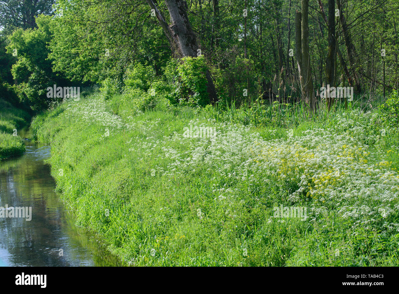 white and yellow wild flowers in forest on sunny day Stock Photo