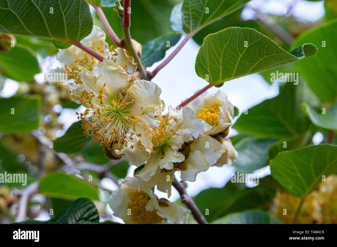 yellow cream flowers of kiwi fruit plant. Abruzzo Stock Photo