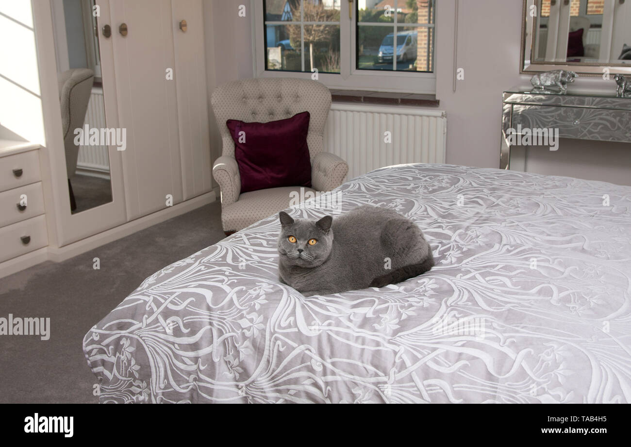 British Blue Shorthair Cat, Portrait single male adult, Sitting at home on bed, England, UK Stock Photo
