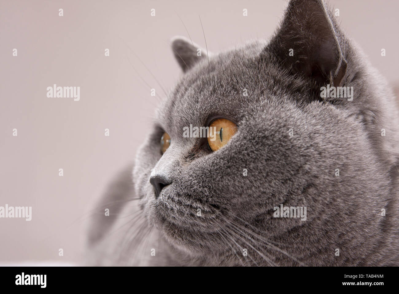 Portrait Of British Short Hair Blue Cat With Yellow Eyes Stock Photo -  Download Image Now - iStock