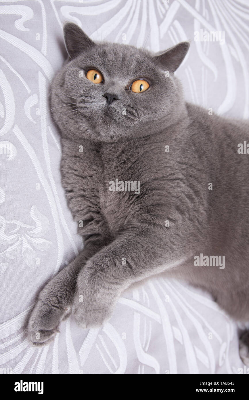 British Blue Shorthair Cat, Portrait single male adult, lying on bed at home, England, UK Stock Photo