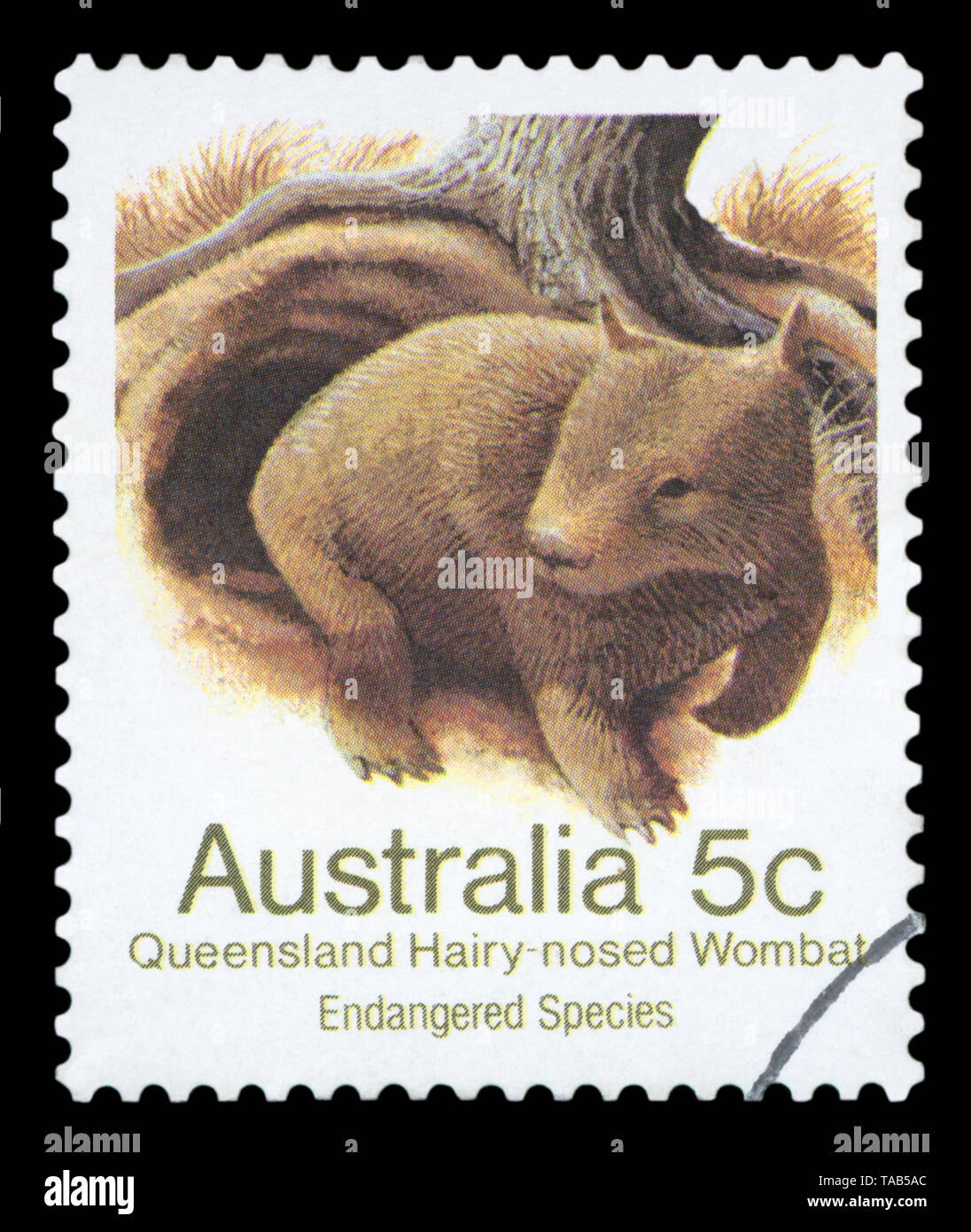 AUSTRALIA - CIRCA 1981: a stamp printed in the Australia shows Queensland Hairy-nosed Wombat, Lasiorhinus Krefftii, Marsupial Mammal, circa 1981. Stock Photo