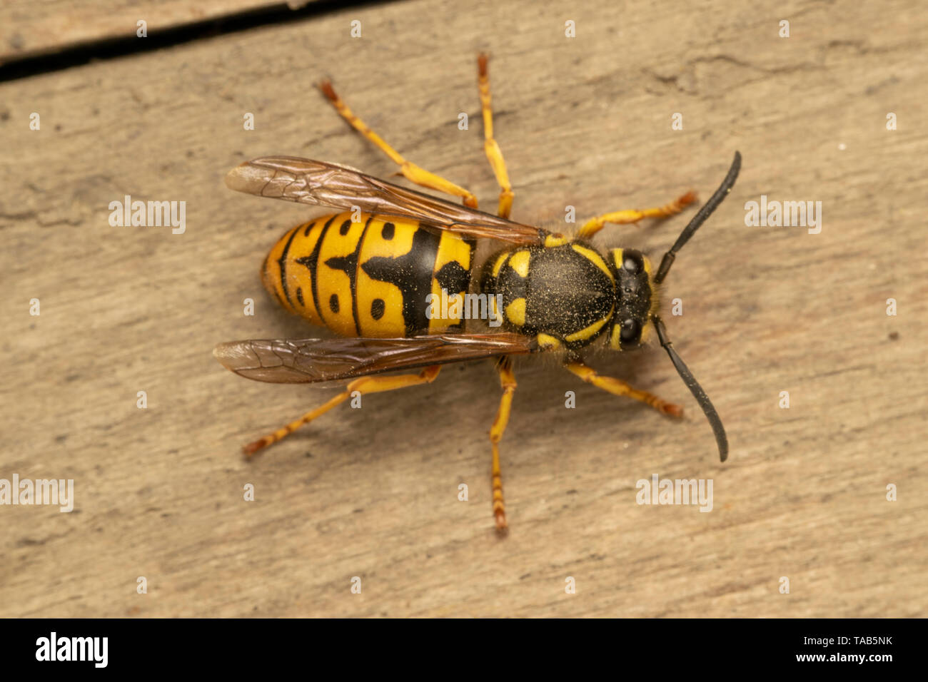 German wasp, European wasp or German yellowjacket  (lat. Vespula  germanica) Stock Photo