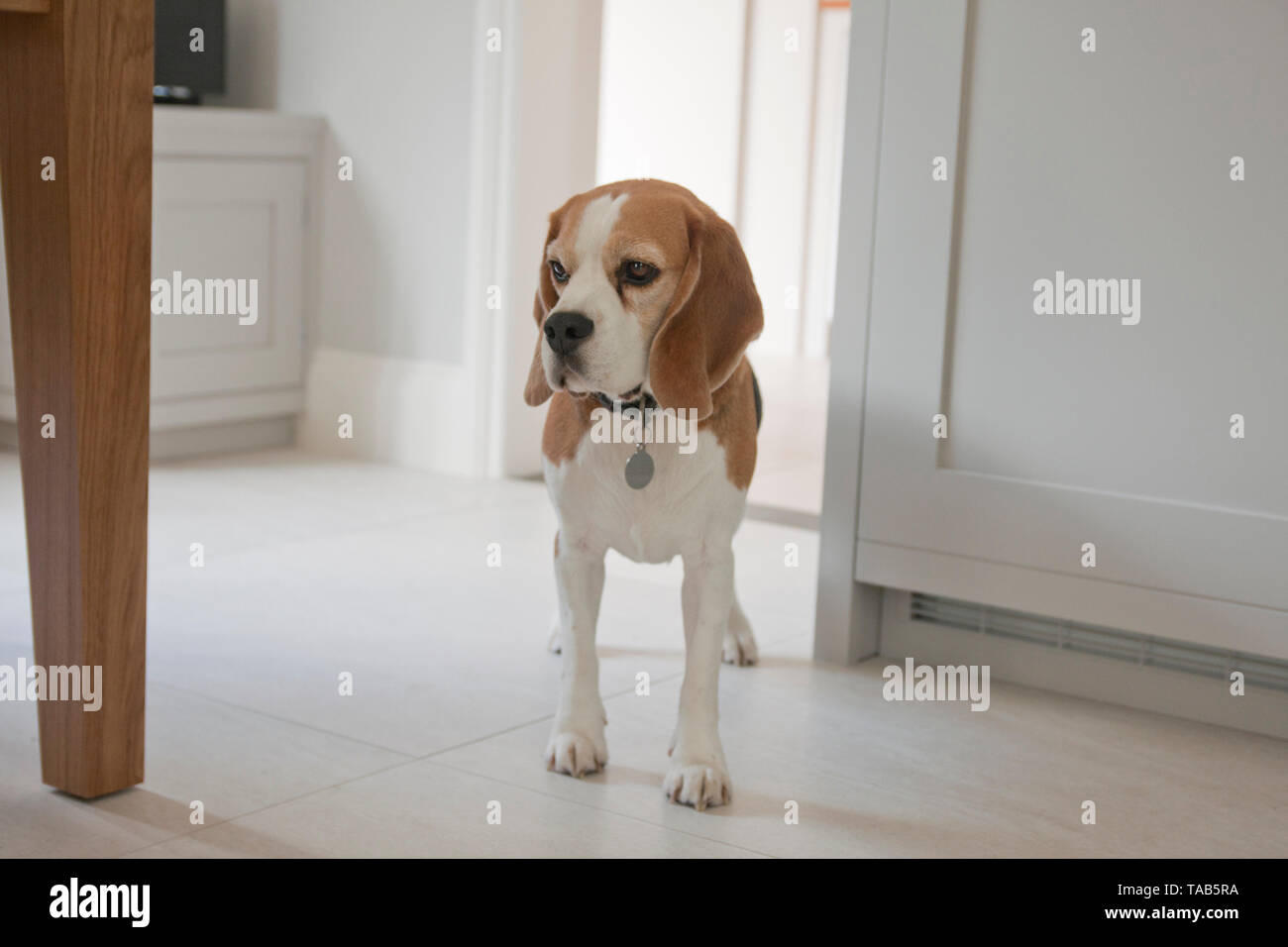 house beagle