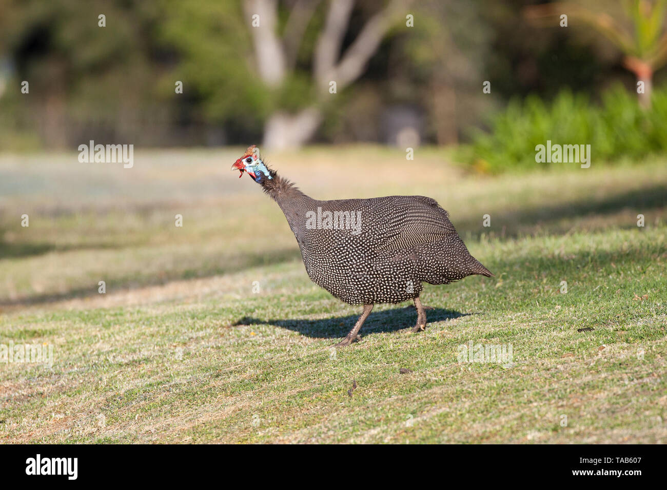 Black and white spotted Helmeted Guineafowl (Numida meleagris), native to Africa, at sunrise walking on park lawn, guinea fowl, guinea-fowl Stock Photo