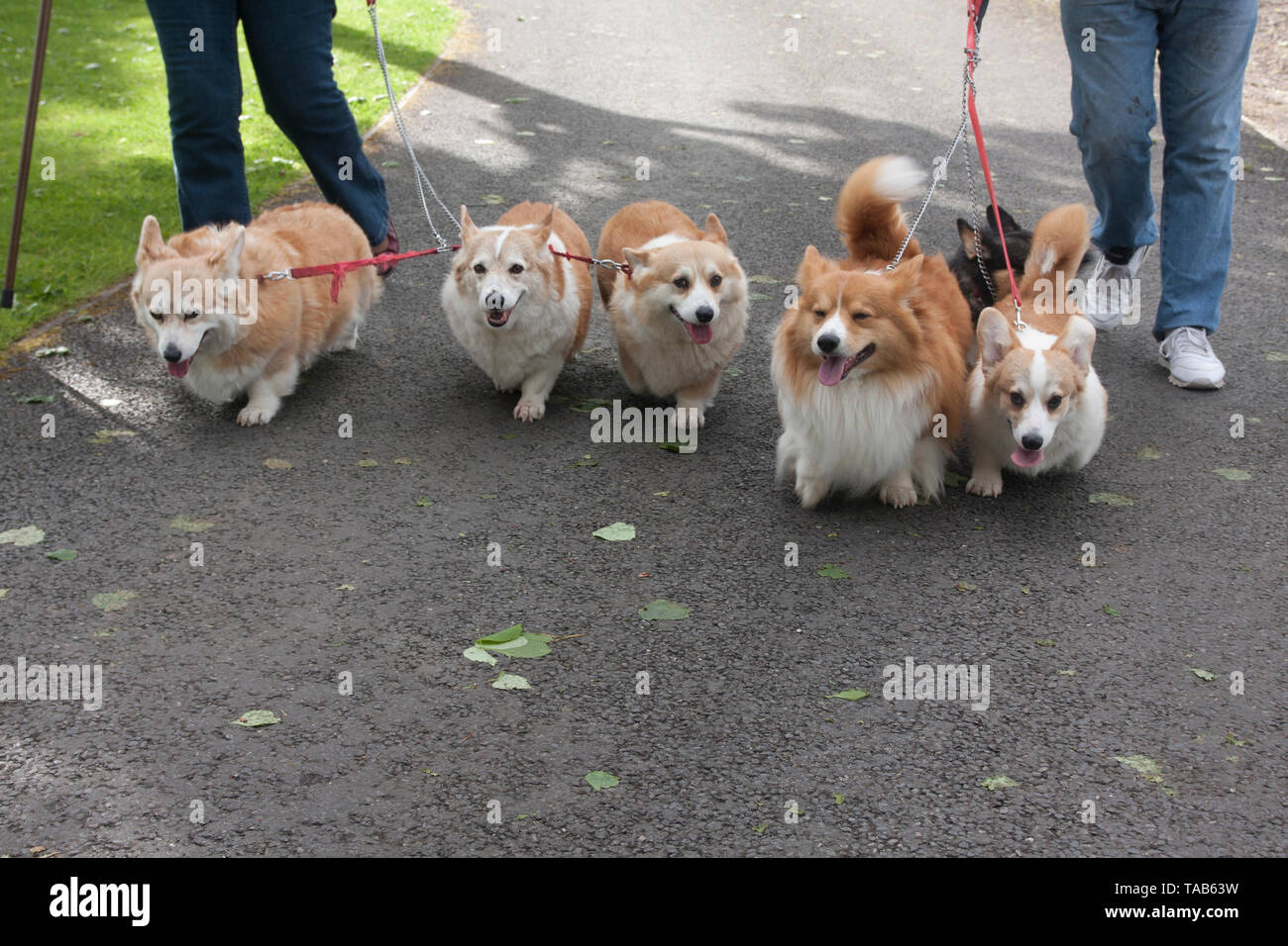 Dogs, Owners walking Group of six adults joined on on leads