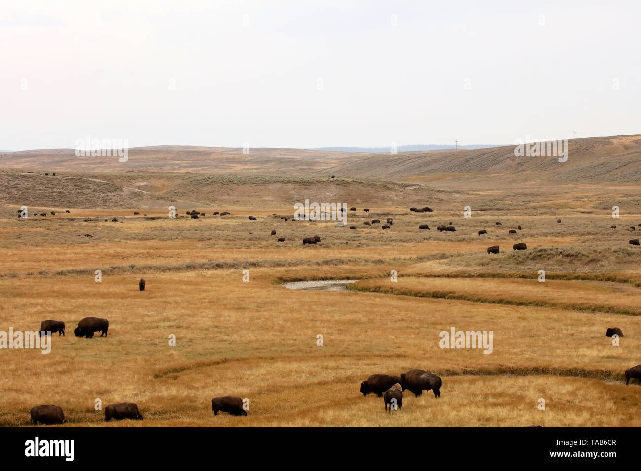 American bison (Bison bison) in Yellowstone national state park .Nature ...