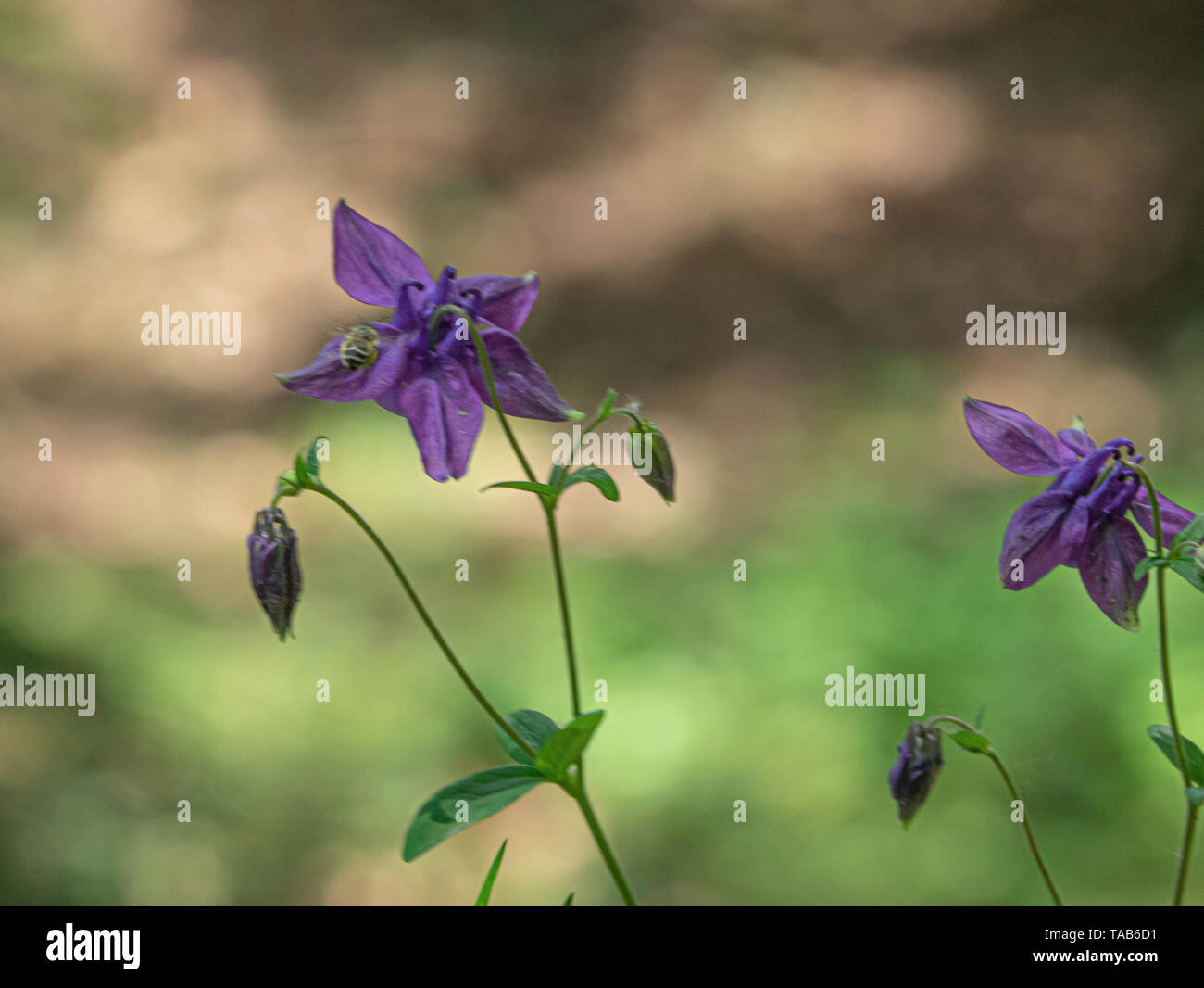purple flowers blossomed recently in the woods Stock Photo - Alamy