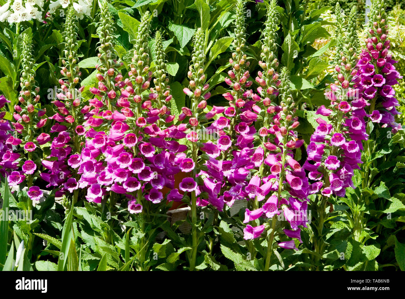 Dalmatian purple digitalis hires stock photography and images Alamy