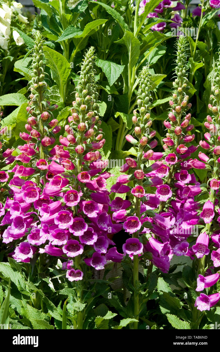 Digitalis Dalmatian Purple Stock Photo Alamy