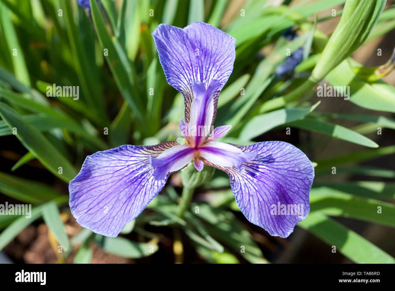 Iris setosa 'Baby Blue' Stock Photo