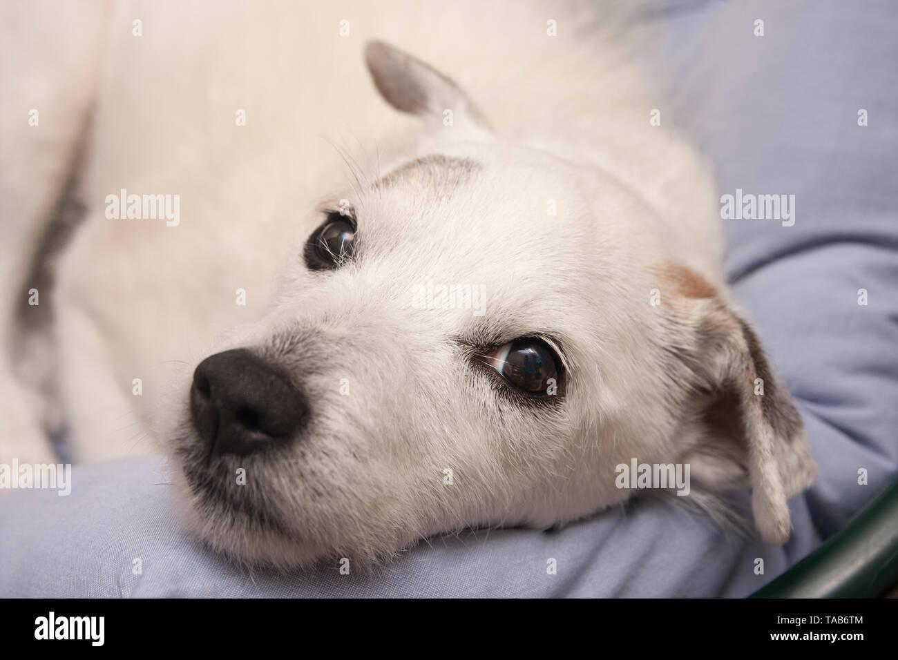 Elderly Dog Stock Photos Elderly Dog Stock Images Page 3 Alamy