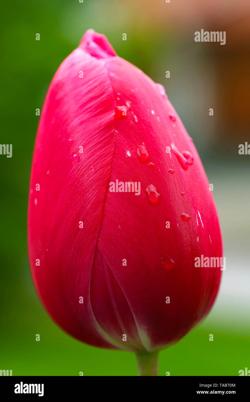 red tulip with waterdrops on green background close up Stock Photo