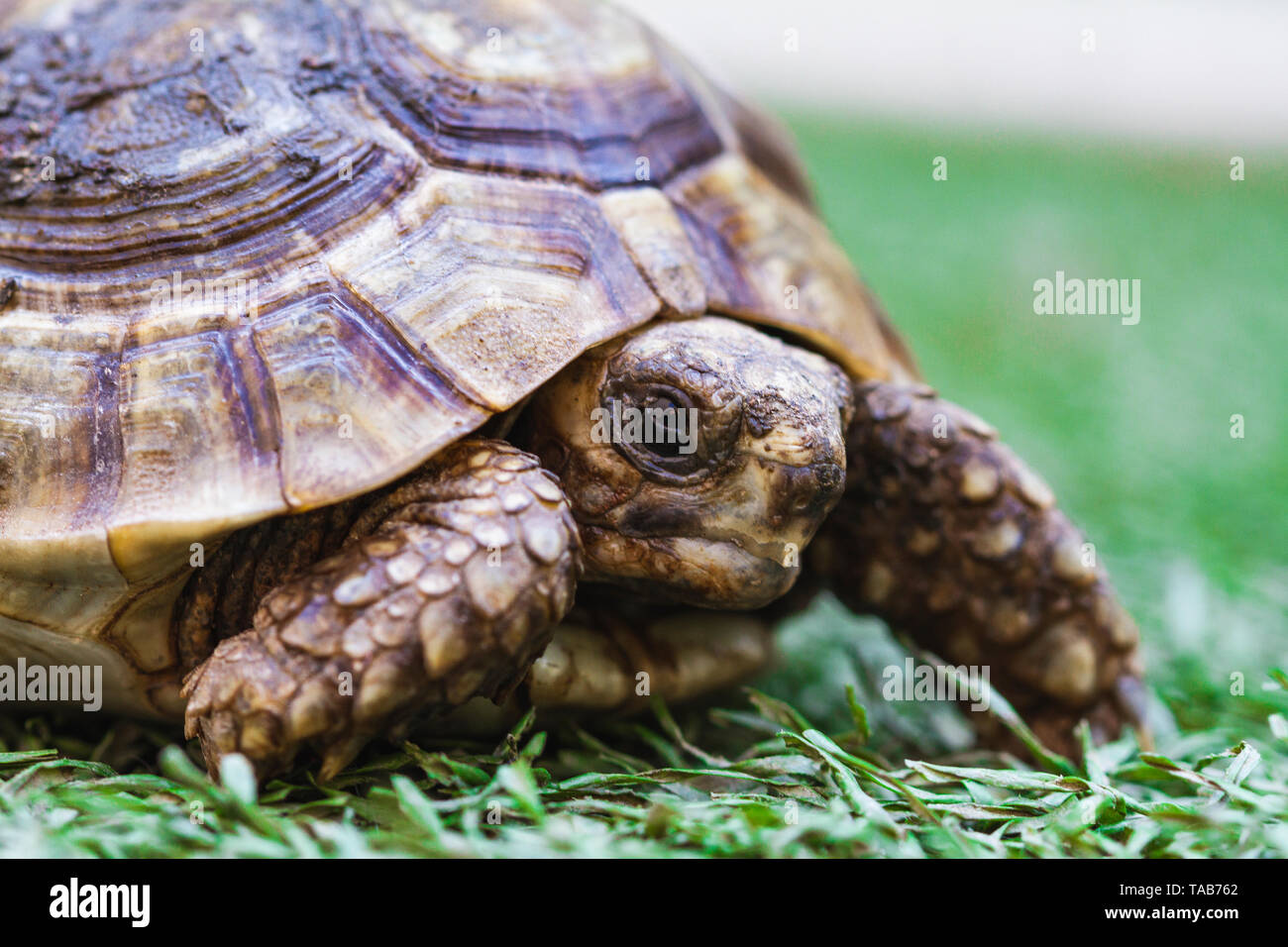 Giant african sulcata tortoise hi-res stock photography and images - Alamy