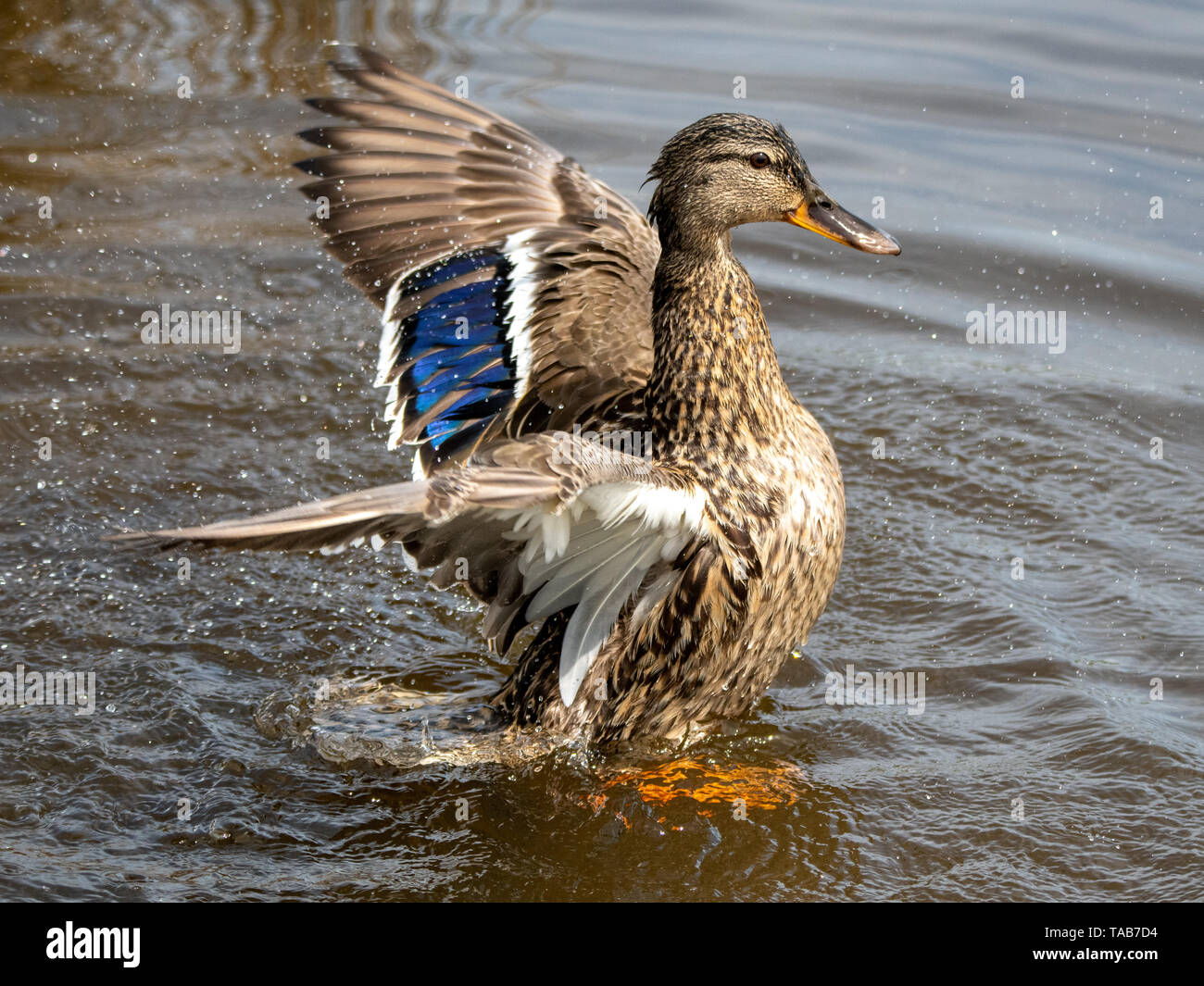 Duck bathing and splashing in water with spread wings Stock Photo Alamy