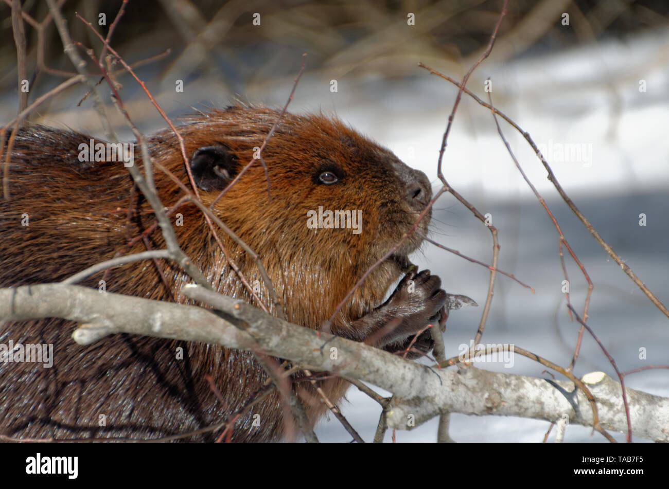 Бобры хатка. Часы бобра. Бобр. Часы бобра. Бобры.