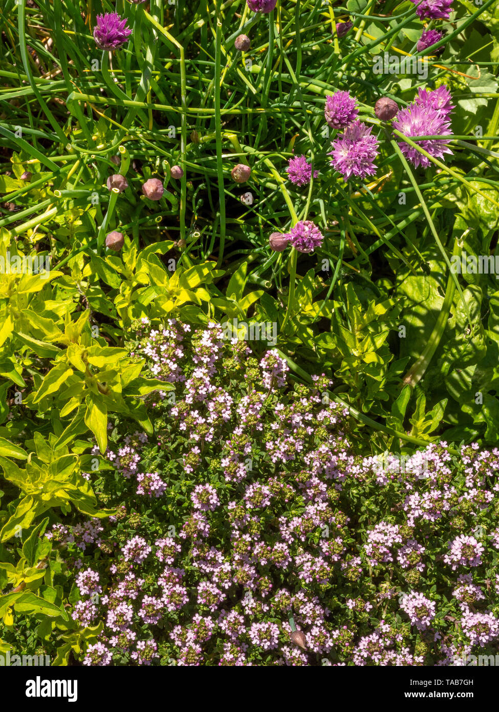 Outdoor herb patch with thyme, golden oregano and chives. Stock Photo
