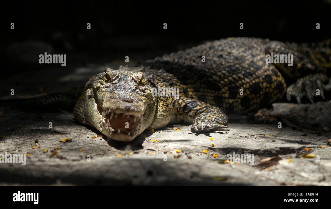 Crocodile under sun light in Manila zoo Stock Photo
