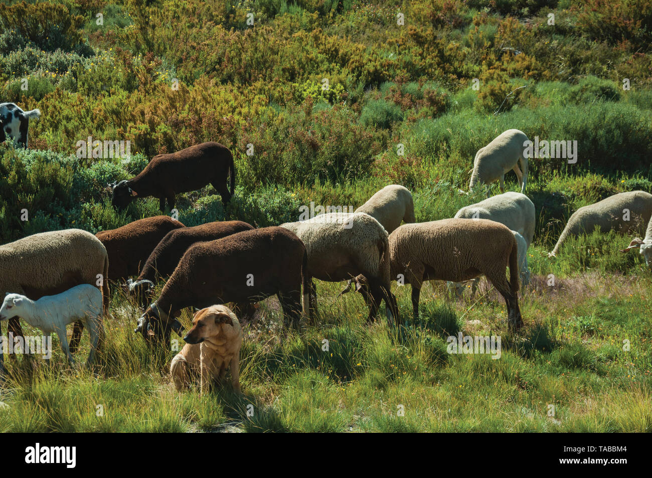 Sitting dog watching flock of goats grazing on sward, at the highlands of Serra da Estrela. The highest mountain range in continental Portugal. Stock Photo