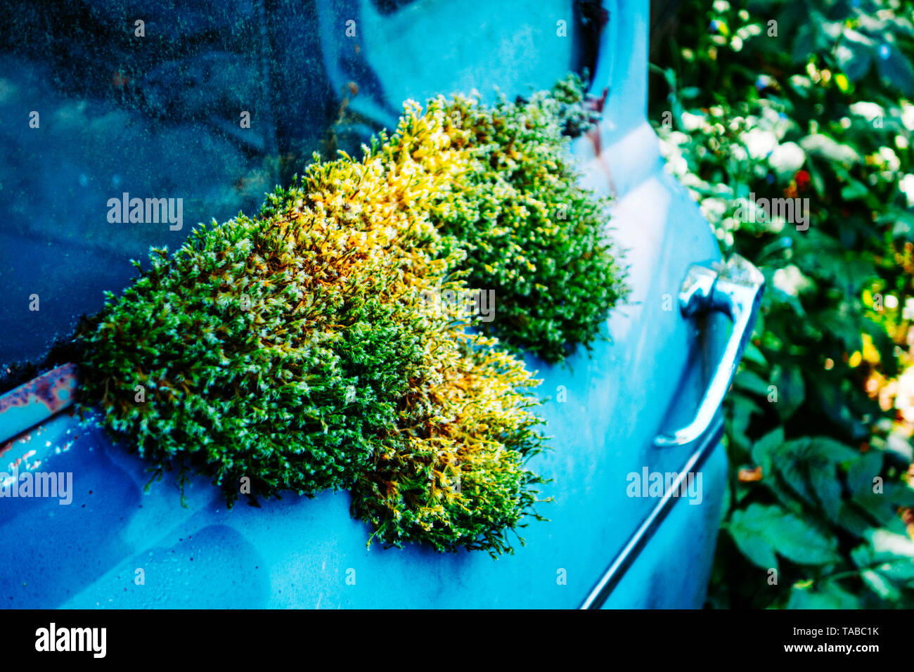 Car wreck overgrown by moss Stock Photo