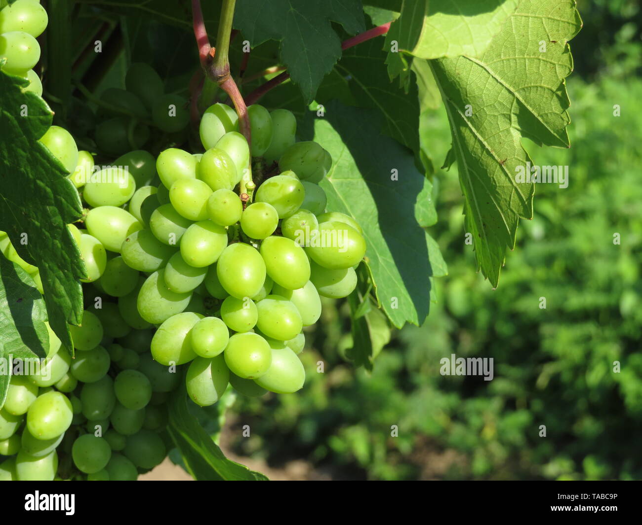 Green vineyard, bunches of white grapes growing in summer. Rural landscape with unripe grapevine and blue sky, winemaking concept Stock Photo