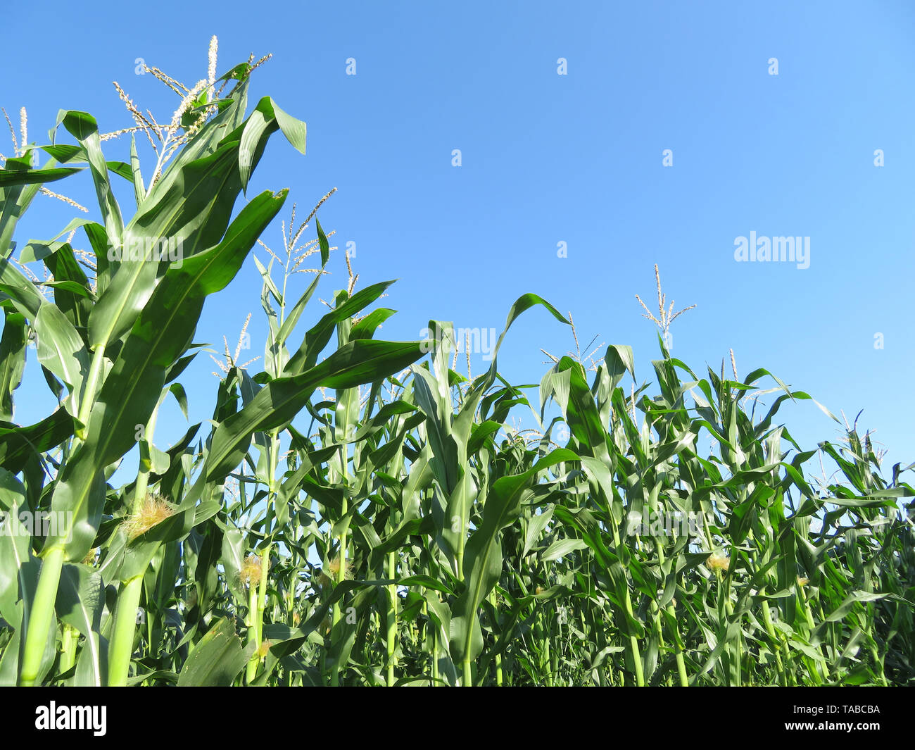 Green corn field against clear blue sky and white clouds. Young corn stalks with cobs, agricultural industry in summer Stock Photo